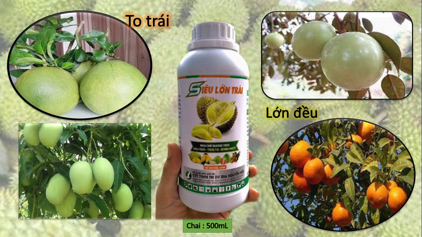 PHÂN BÓN LÁ GIÚP LỚN TRÁI NHANH, SIÊU TO, NẶNG KÝ - SIÊU LỚN TRÁI 500ML