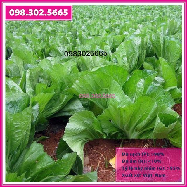Hạt giống cải bẹ dưa cao sản