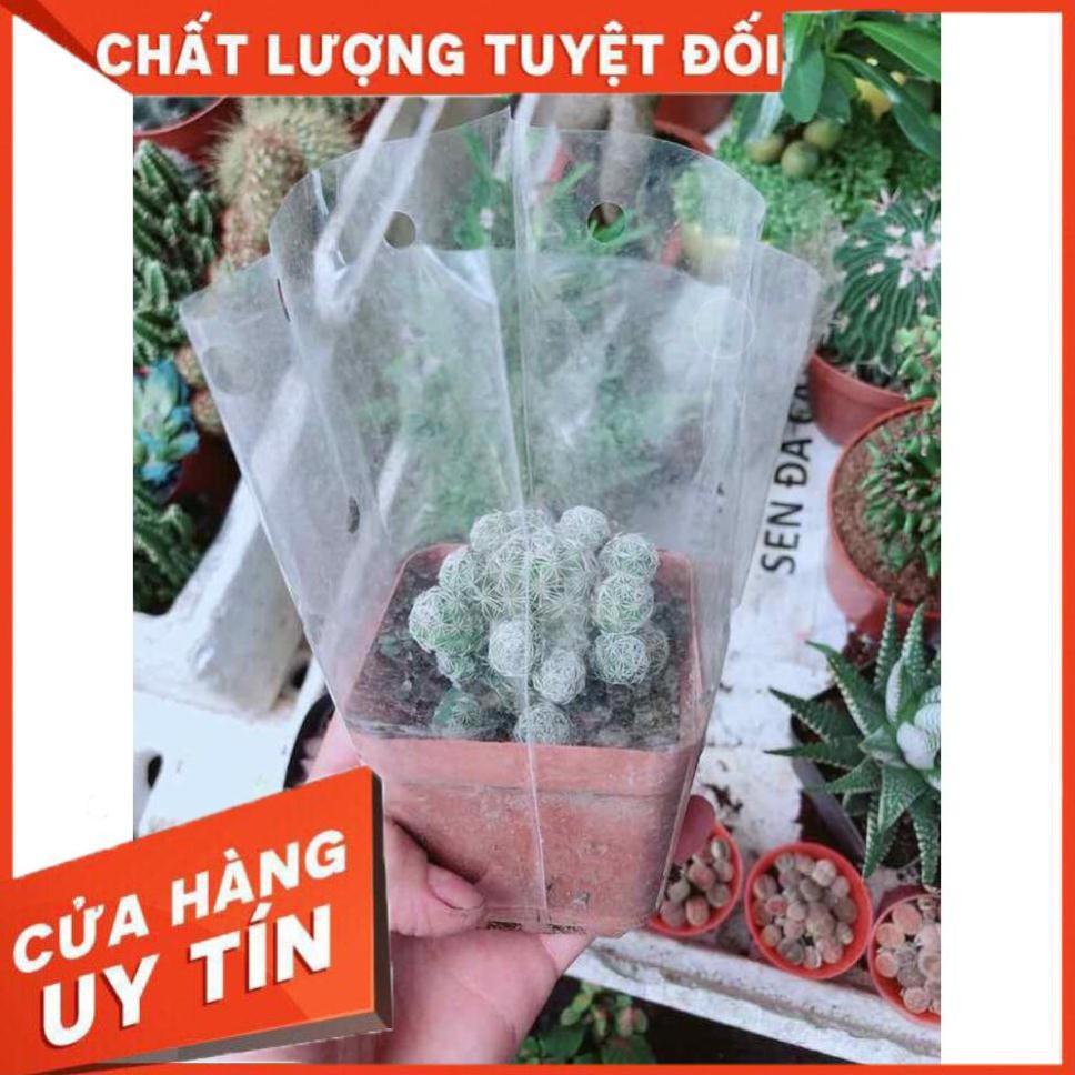 Xương Rồng Trứng Chim Nhiều Người Mua