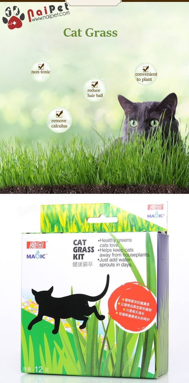 Bộ Trồng Cỏ Tươi Cat Grass Kit Cỏ Tươi Cho Mèo