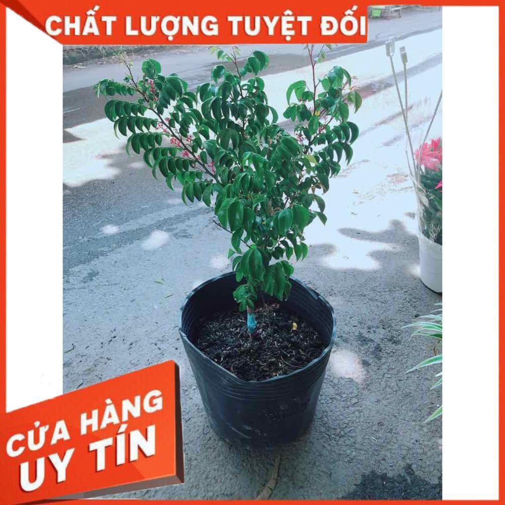 Cây Khế Cho Nhiều Trái Nhiều Người Mua