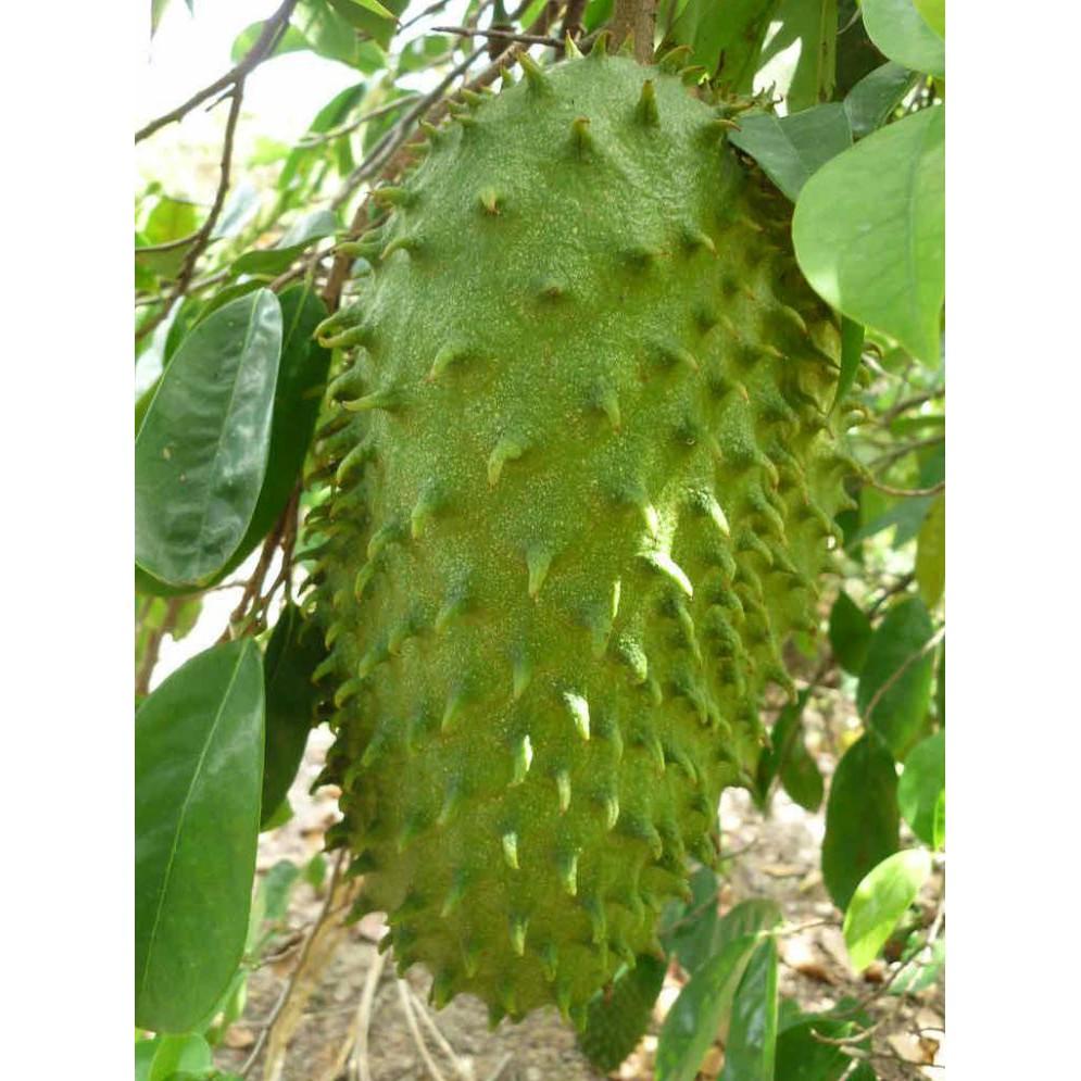 Cây mãng cầu xiêm, na gai siêu trái