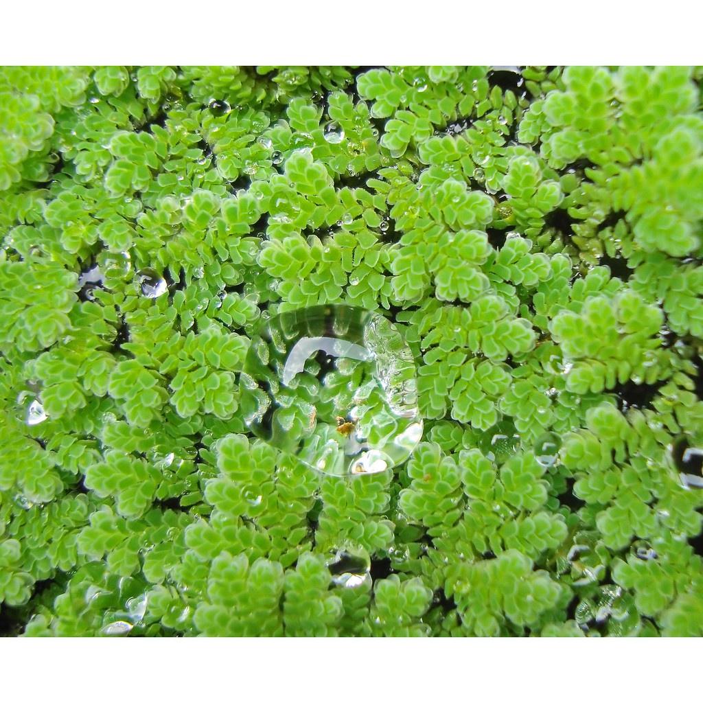 Bèo Hoa Dâu, bèo mini trang trí bể thủy sinh, cá tép cảnh