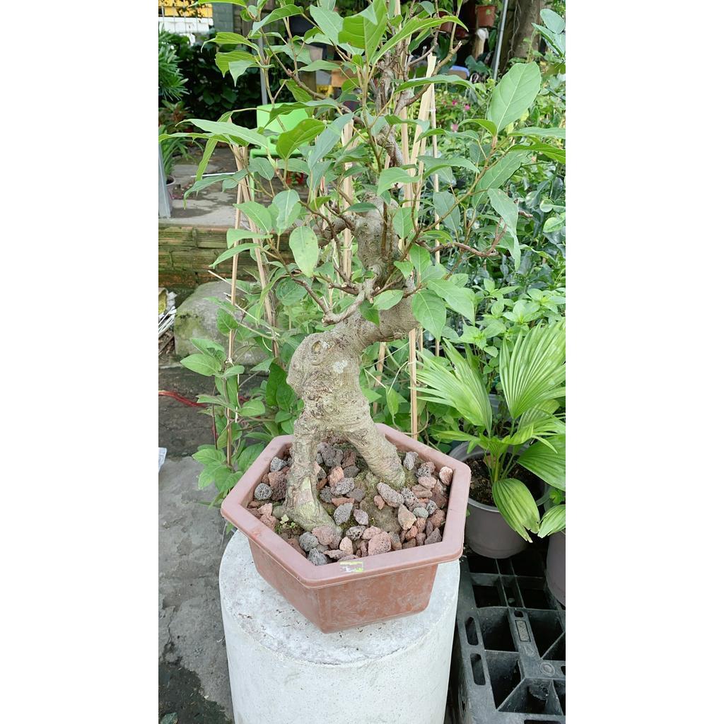 Chậu Sung Bonsai Size Lớn