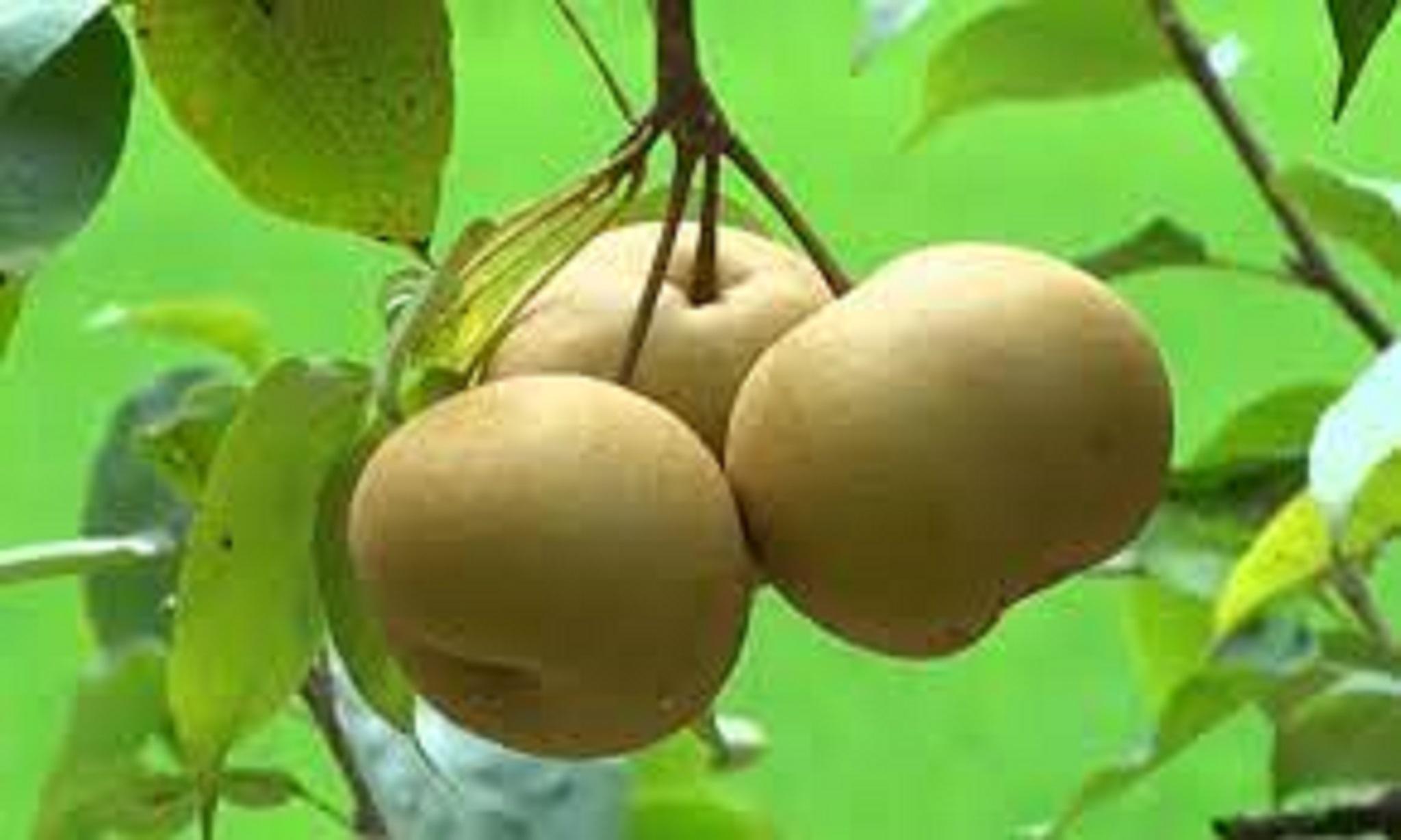 CÂY GIỐNG LÊ VÀNG SIÊU TRÁI.