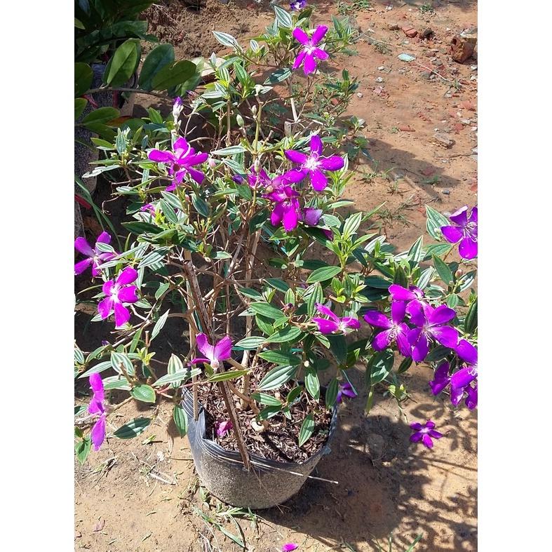 Cây giống hoa sim tím cảnh  cao 30-40cm