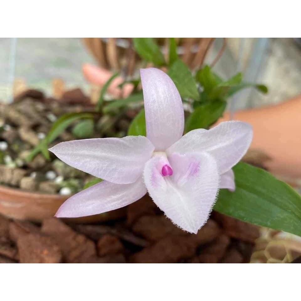 Cốc lan phi điệp đột biến 5 cánh HỒNG MINH CHÂU, hoa cực đẹp, cực hiếm, hàng gieo hạt, cây y hình