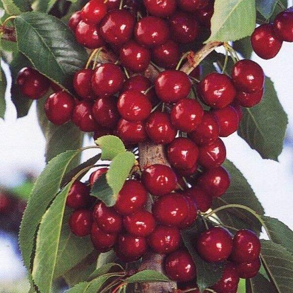 Cây cherry anh đào cao 1m có quả sau 6 tháng