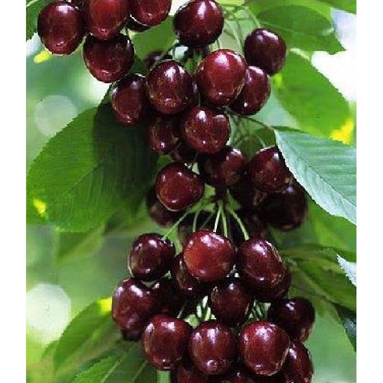Hạt giống cây ăn trái cherry nhiệt đới 10 hạt/gói ( tặng kèm 3 viên nén kích thích hạt nảy mầm )
