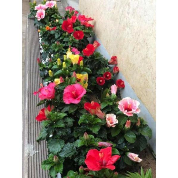 Com bo 10 cây giống hoa dâm bụt mix mau