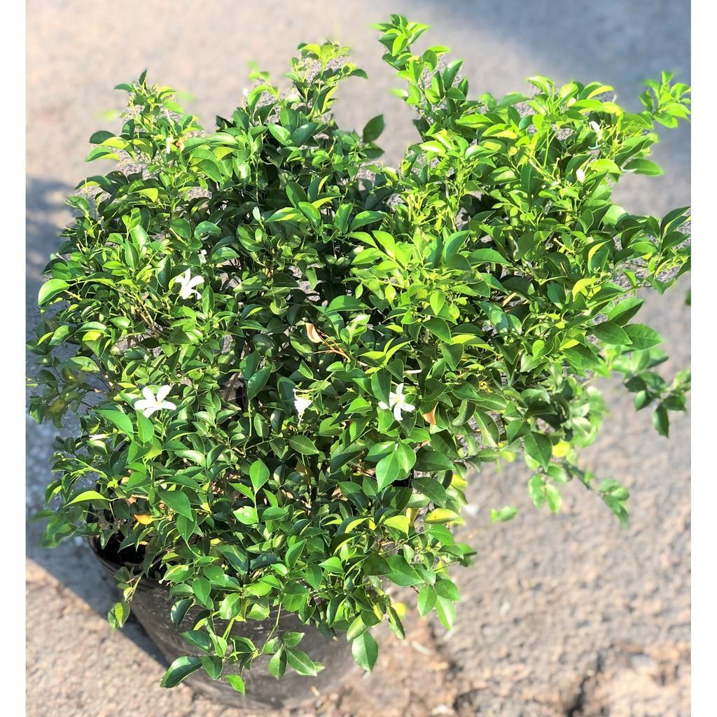 Chậu cây Nguyệt Quế cao 90 - 100 cm