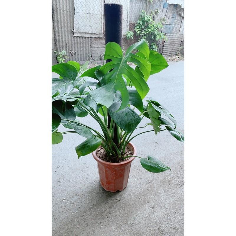 Trầu Bà Lá Rách Leo