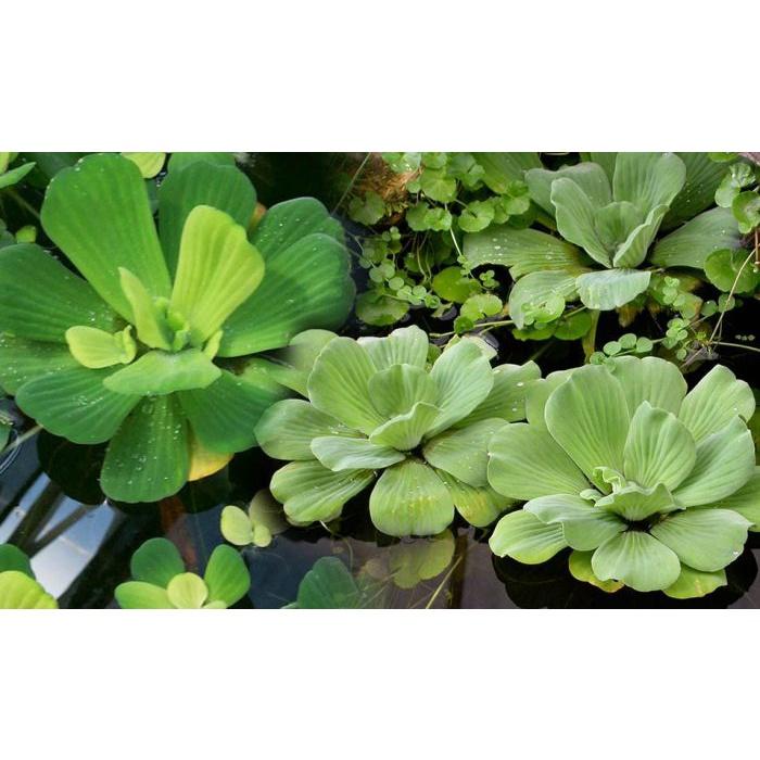 Bèo cái lơn to đại thủy sinh