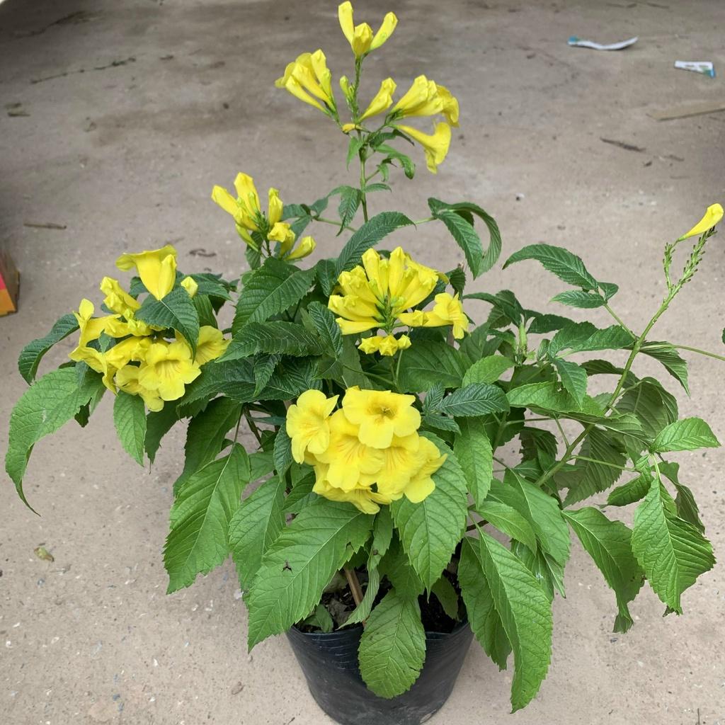 Cây chuông vàng cao 40cm, cây hoa nở quanh năm, trồng tạo bóng mát trang trí sân vườn, công trình