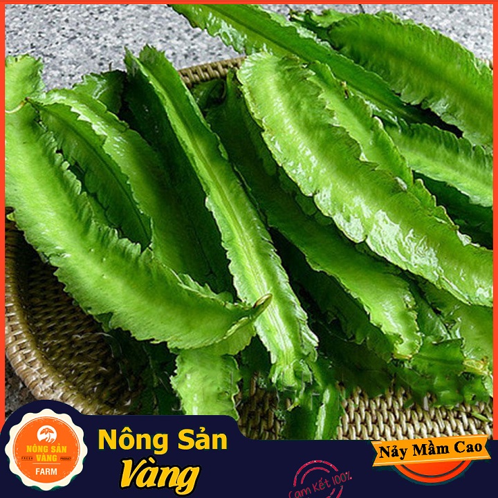 Hạt giống Đậu Rồng - Nông Sản Vàng