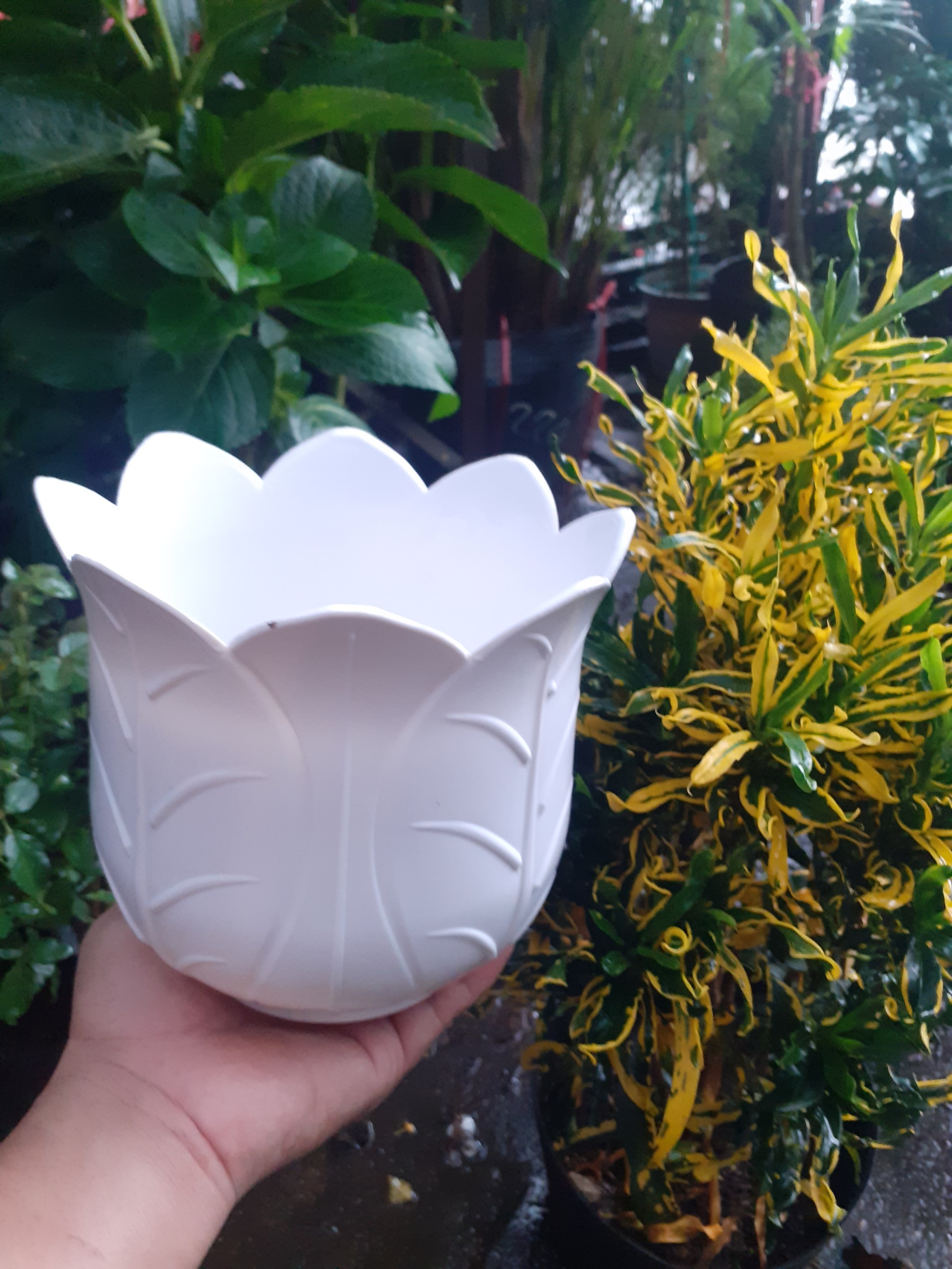 Chậu nhựa trồng cây hình bắp cải dễ thương.