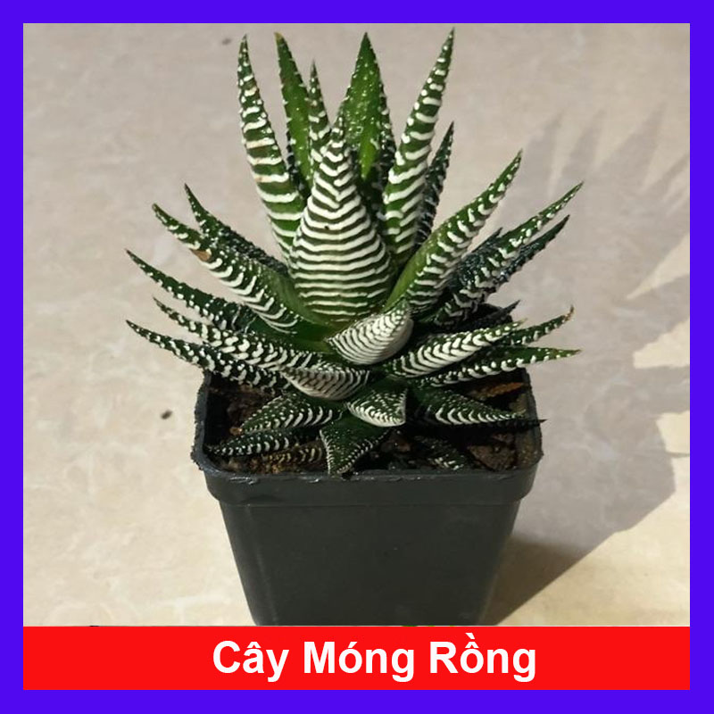 Cây sen đá móng rồng (ảnh thật)