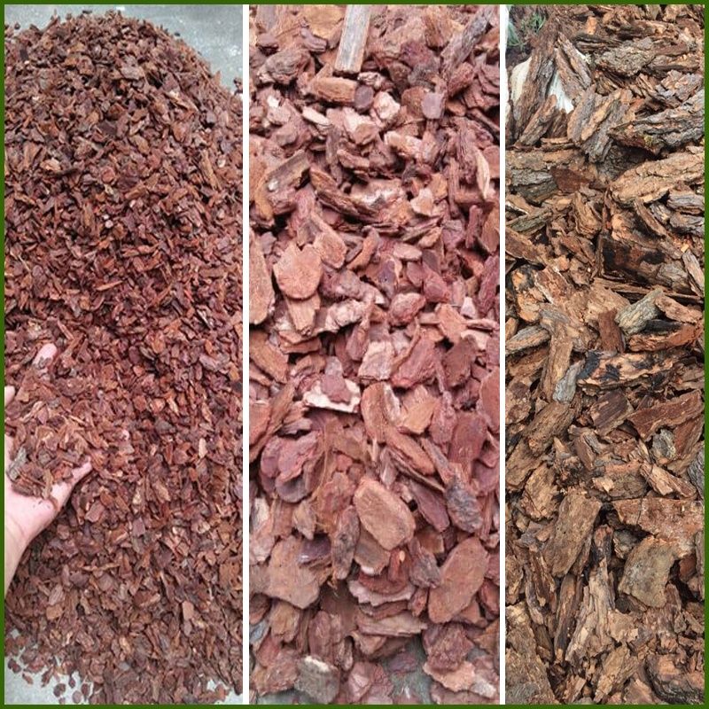 Vỏ thông trồng lan Đã Xử Lý 1kg - Vỏ thông đẹp giúp cây phát triển tốt