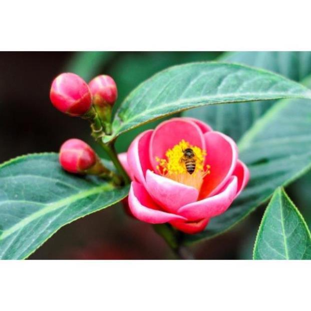 COMBO 10 BẦU CÂY GIỐNG HOA HẢI ĐƯỜNG SIÊU ĐẸP HOA NỞ TẾT