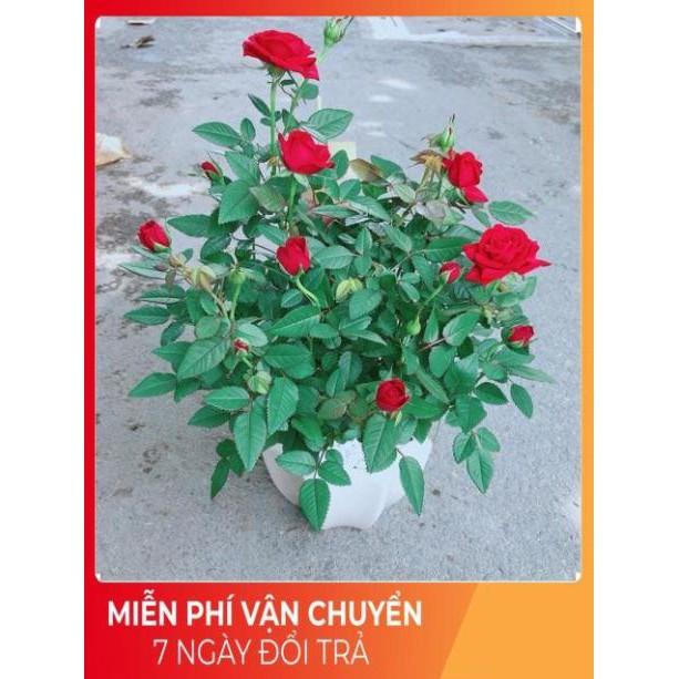 Chậu Hoa Hồng Có Hoa Sẵn