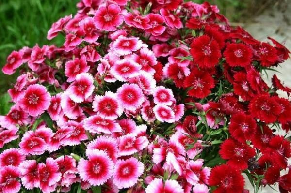 Chăm sóc cẩm chướng