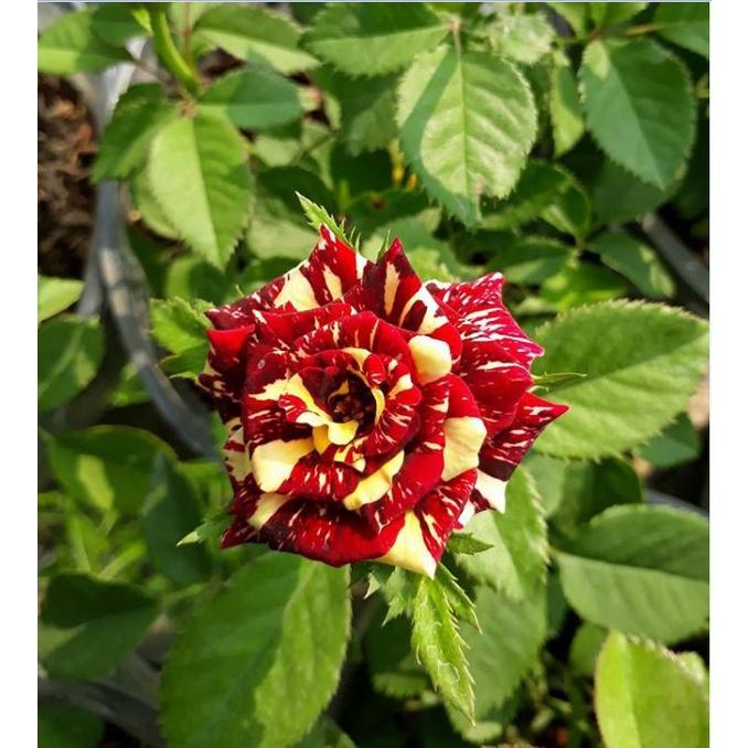 Hạt giống hoa hồng nhiều màu  - Gói 10 hạt-tặng kèm gói kích mầm