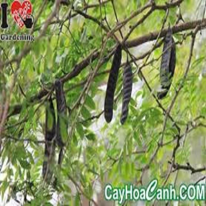 CHẬU CÂY GIỐNG CÂY BỒ KẾT
