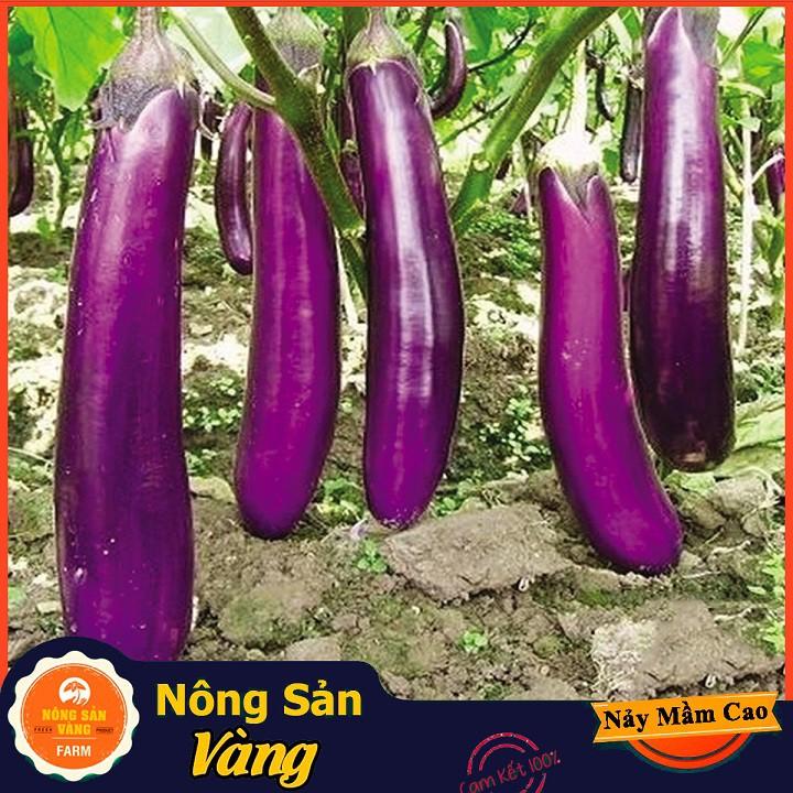 Hạt giống Cà Tim Quả Dài