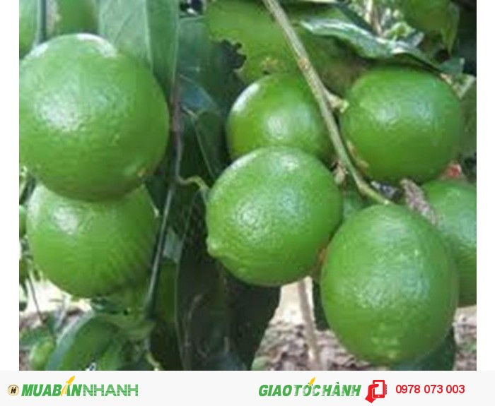 Cây giống Chanh Giấy Limca