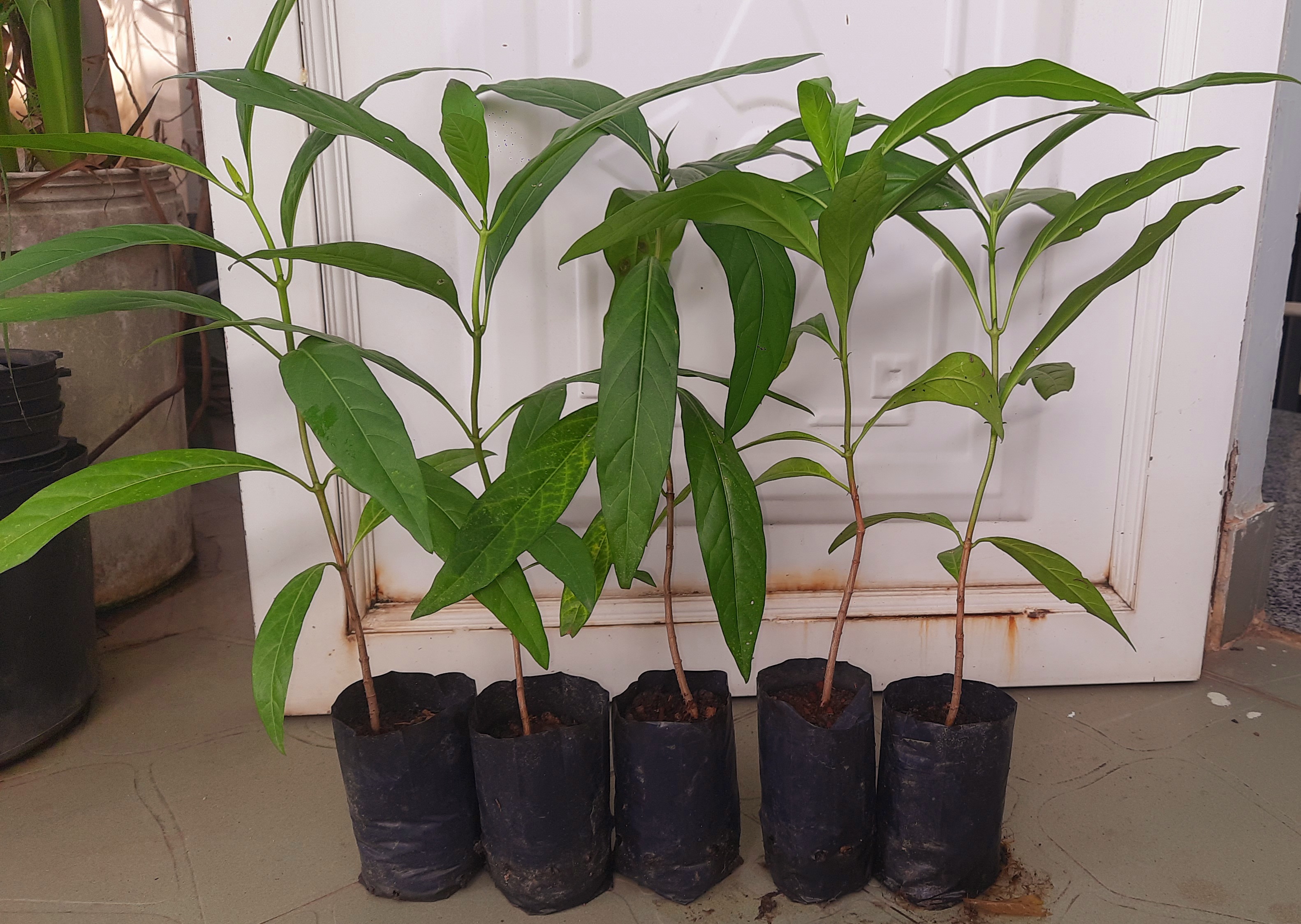 Combo 5 cây nhàu, chiều cao khoảng 25cm