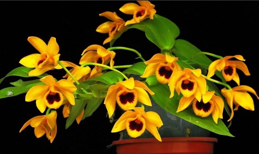 Phi điệp TRẦM VÀNG UY TÍN CHẤT LƯỢNG