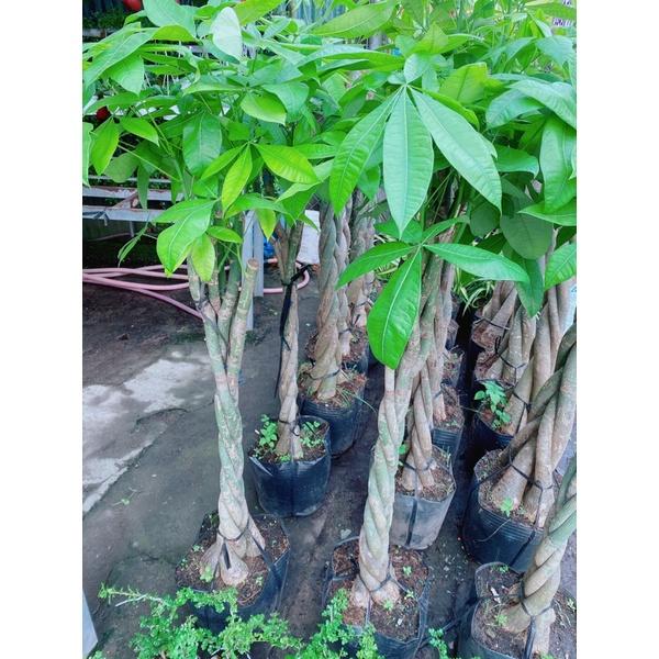 Cây Kim Ngân Lớn