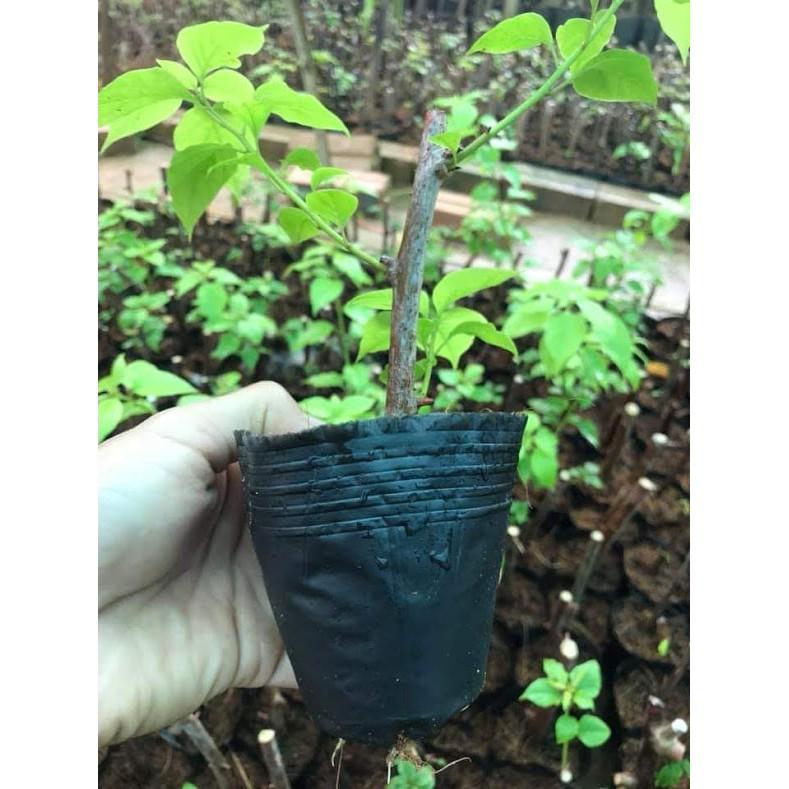 Bầu ươm cây size 10x10vn