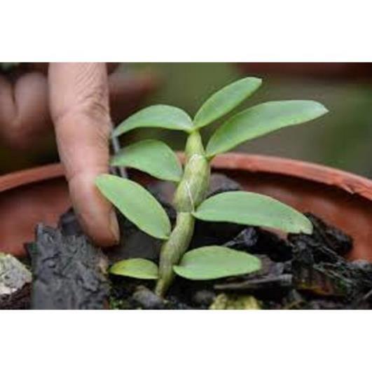 Phi điệp tím hàng gieo hạt