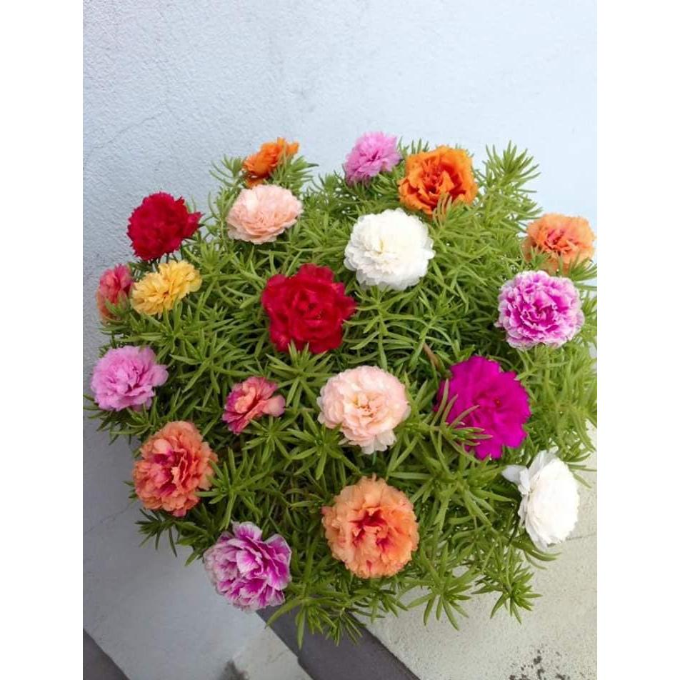 Hạt Giống Hoa Mười Giờ Mỹ Kép -