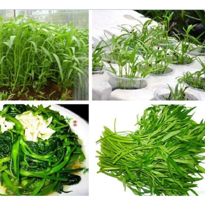 Combo 3 gói hạt giống rau muống cao sản