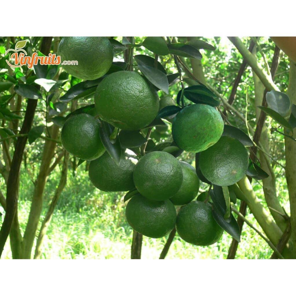 CÂY GIỐNG CAM SÀNH MIỀN NAM