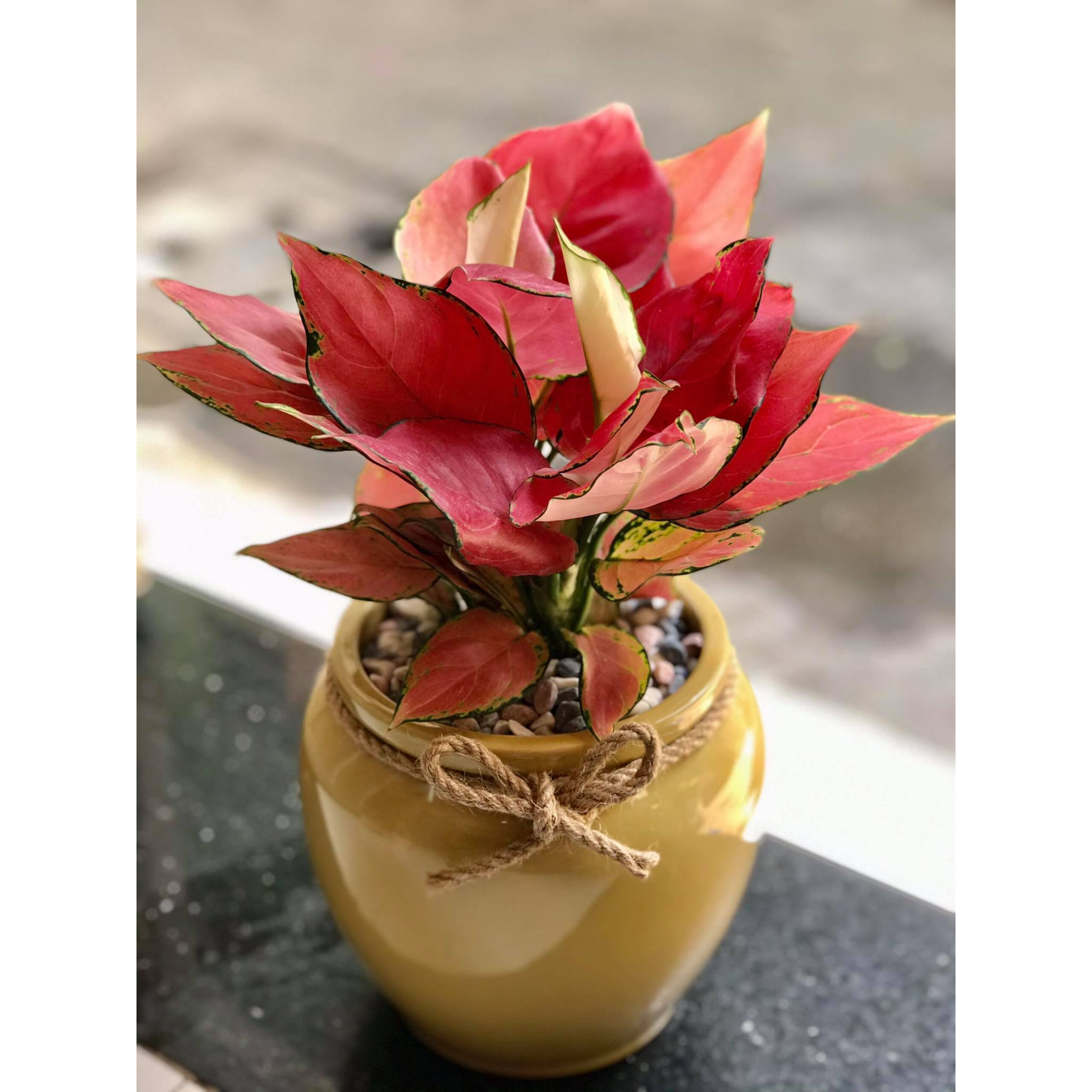 Cây để bàn vạn lộc