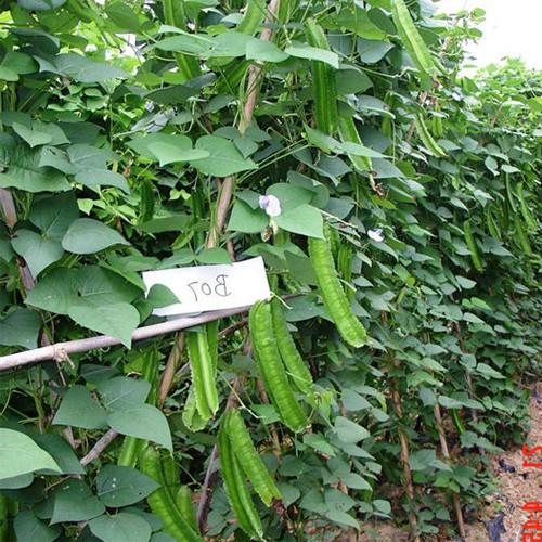 Hạt Giống Đậu Rồng Cao Sản Giòn, Ngọt 10gr - Phú Nông Seeds - Shop Phân Bón và Hạt Giống