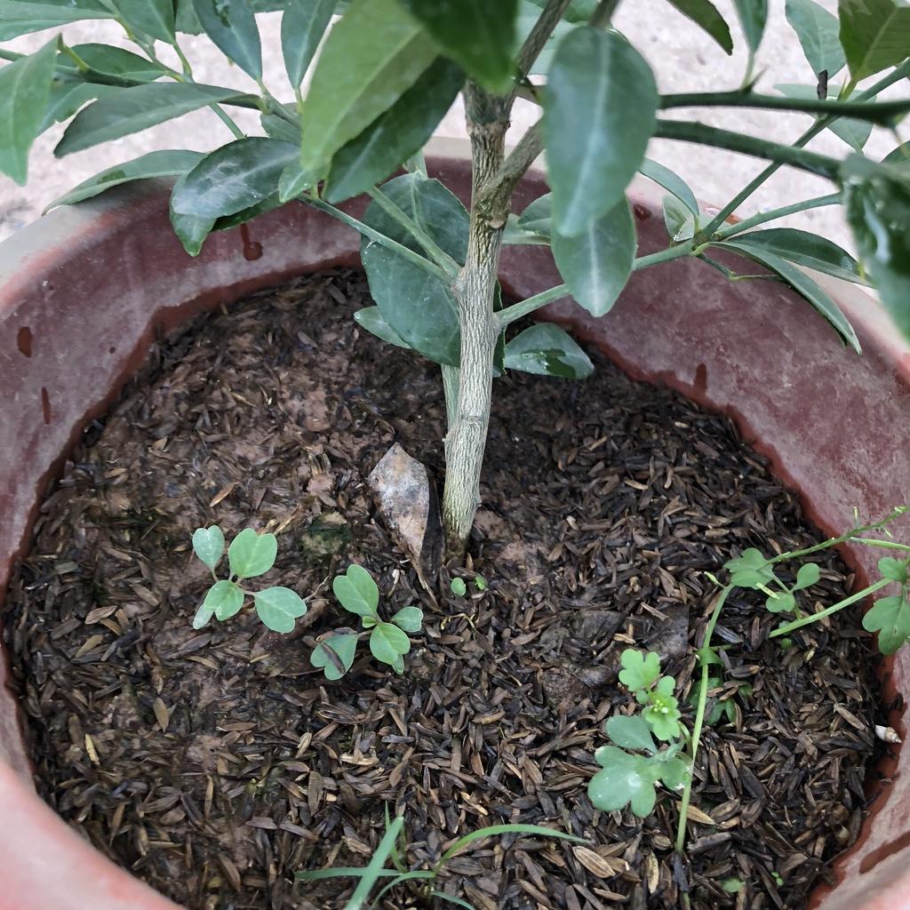 Cây chanh ta, Cao 40cm tán sum suê lá mùi thơm dễ chịu, gốc to chống chịu tốt dễ chăm sóc
