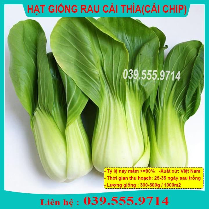 HẠT GIỐNG CẢI THÌA - RAU CẢI DỄ TRỒNG TẠI NHÀ