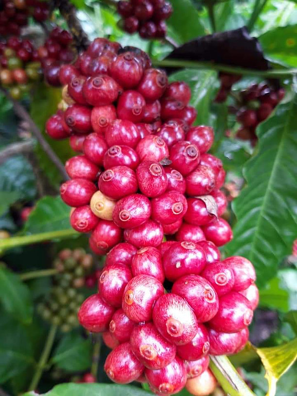 Cafe Bột - Rang Mộc Nguyên Chất Arabica và robusta Hảo hạn - A An Coffee