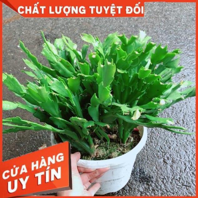 Chậu Hoa Quỳnh