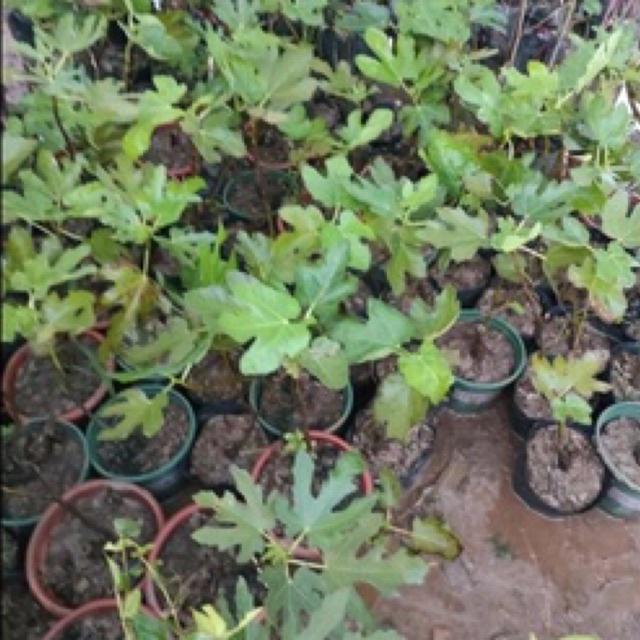 CÂY GIỐNG SUNG MỸ SIÊU TRÁI VỊ NGỌT QUẢ TO 6 THÁNG RA QUẢ