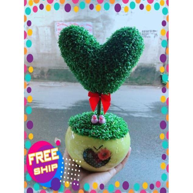 Chậu Cây May Mắn Trái Tim