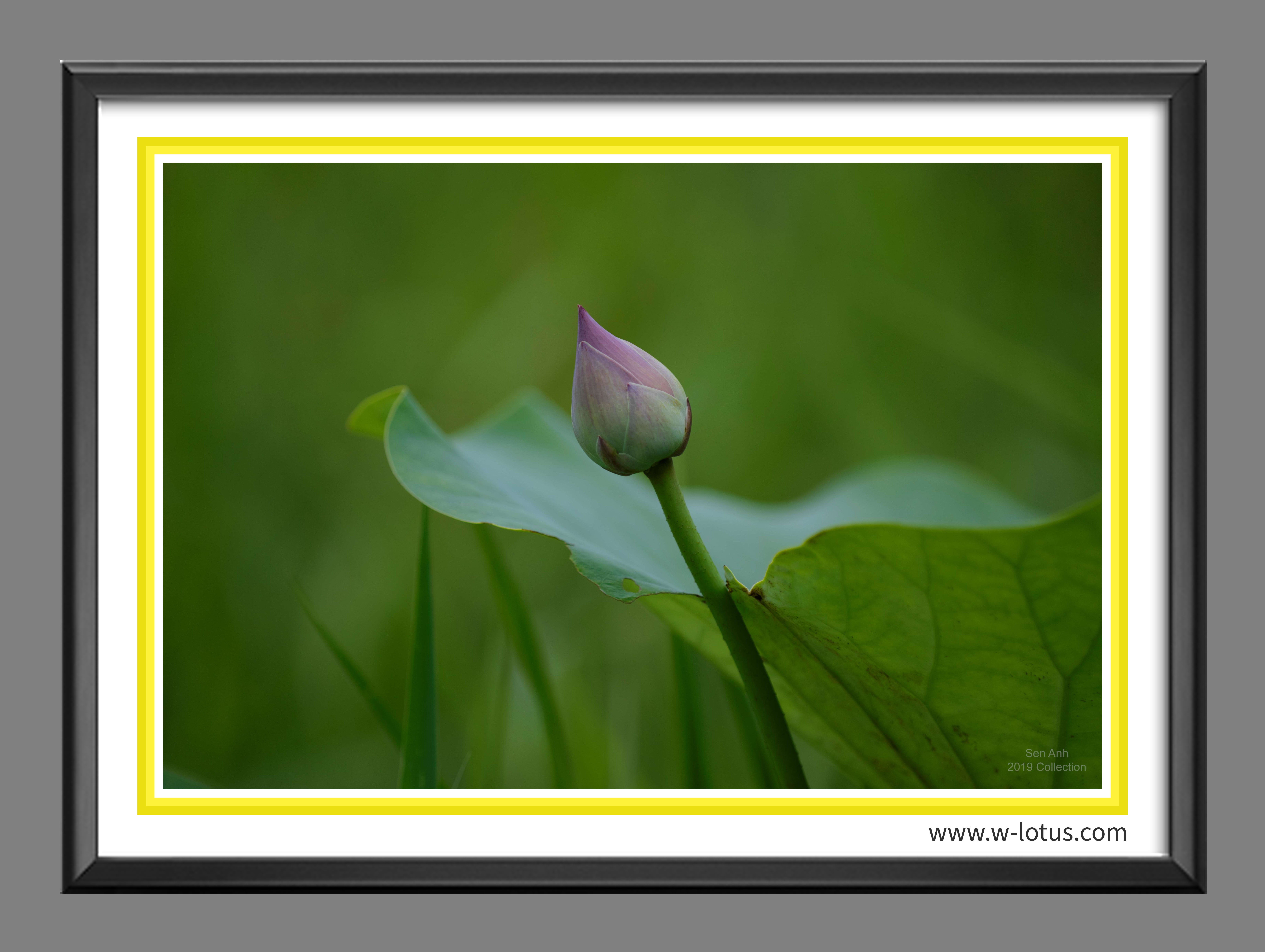 Tranh canvas hoa Sen treo phòng khách ST-00055