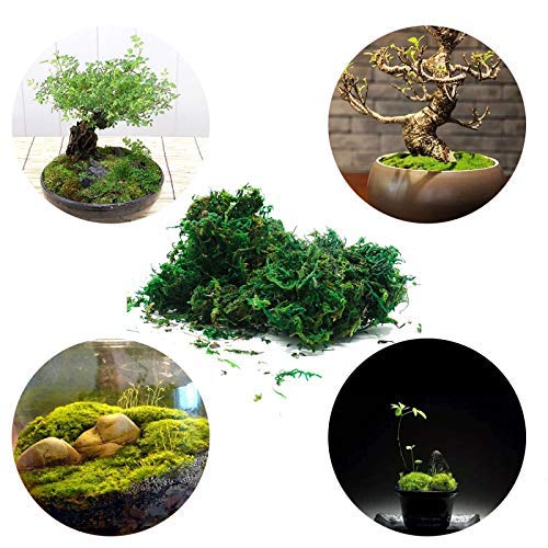 Cỏ sợi - rêu sợi - bột rêu cỏ giả dùng phủ chậu cây, trang trí mô hình