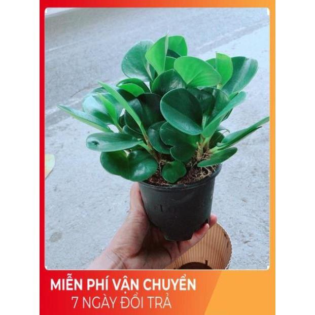 Cây Trường Sinh Kèm Chậu Tự Tưới