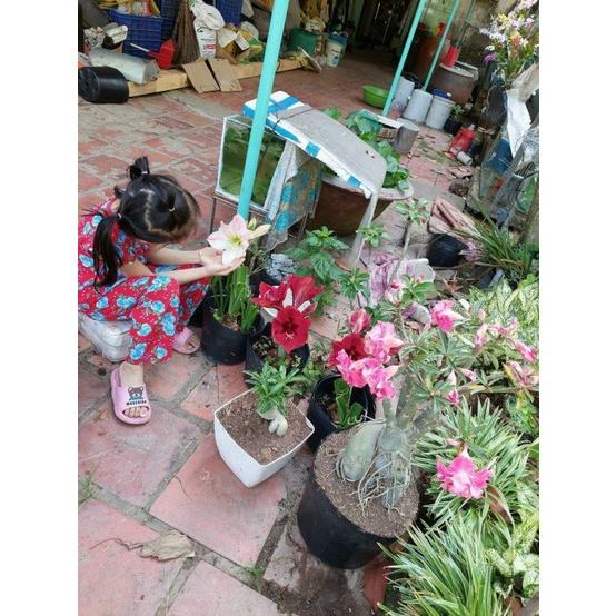 Cây sứ thái kép " THỦY TIÊN" -củ size to đại bự ,rễ quái thành hình, hàng tuyển loại 1