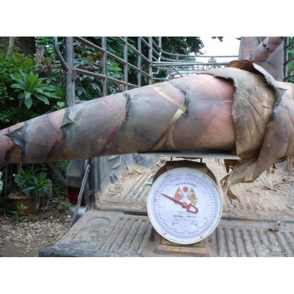 Cây giống tre Thái Lan khổng lồ